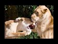 Lion vs Tiger: The Supreme Boxer Series -The Truth Part 1