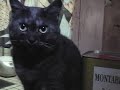 jazz nyan cat Chie 01