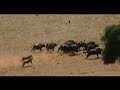 Una mattina nella savana
