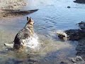 I favorited a YouTube video -- Cierra - Waterdog http://youtu.be/ifBA2-CjoOg?a
