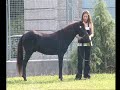 Asturcones - Concurso Morfologico - Aviles 2007