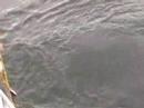 white shark in gansbaai