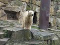 Knut und sein Spielzeug Knut und sein Spielzeug