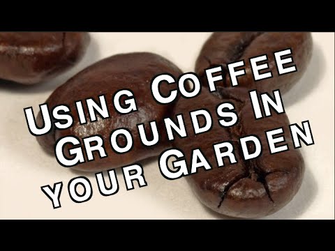 how to use coffee grounds to fertilize