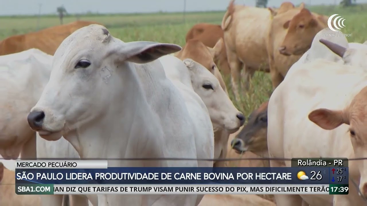 São Paulo lidera produtividade de carne bovina por hectare