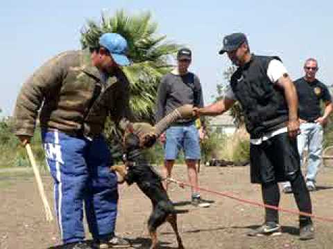 jagd terrier