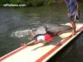 Delfin Violador