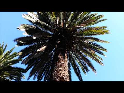 how to transplant golden cane palms