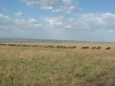 Wildebeest Herd Migrates In Single-line Fashion,