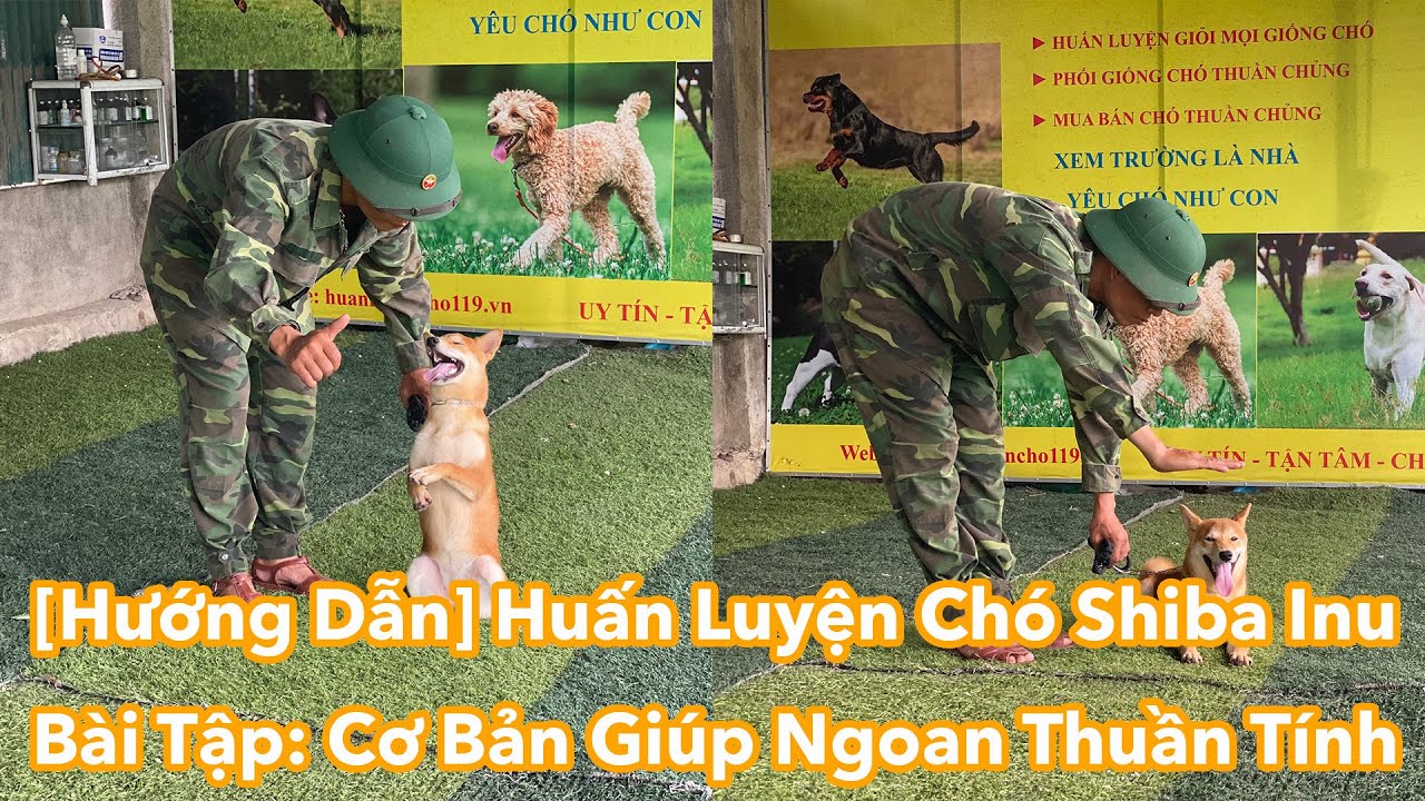 [Hướng Dẫn] Huấn Luyện Chó Shiba Inu Ngoan - Thuần Tính - Huấn Luyện Mọi Loại Cún