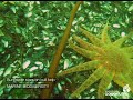 Spotlight on Howe Sound Marine Life: Sunflowers On Kelp