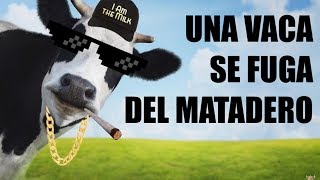 Ver online Una vaca se fuga nadando del Matadero