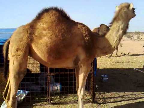 طيز متناكه