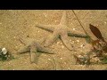 Little Stuff - Underwater marine life sampler