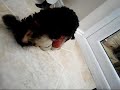 Puppy Love 2007 Puppy Love 2007