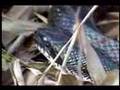 Black Rat Snake ~ Elaphe obsoleta