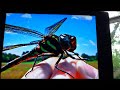 Samsung Syncmaster 206BW quick video