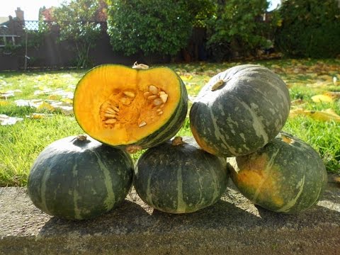 how to cure squash