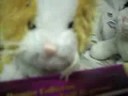 the webkinz news the webkinz news