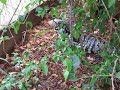 Tegu hunting grasshoppers