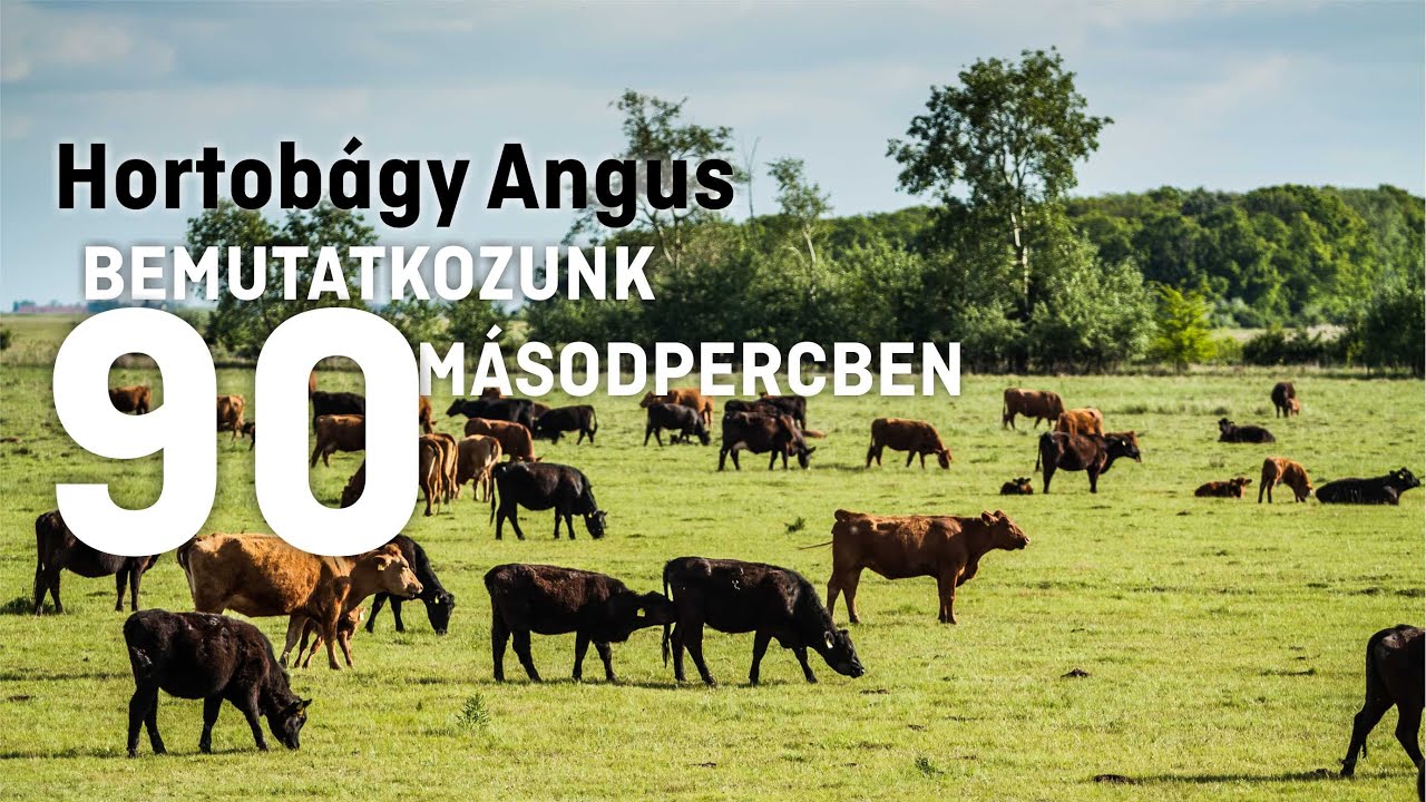 Hortobágy Angus bemutatkozás