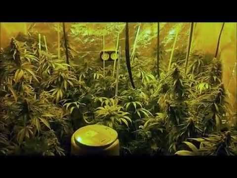 how to mix sensi grow part a and b