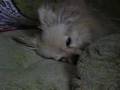 Simon-Sleep-or-Not