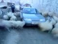 Sheep Cyclone(Original)