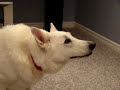talking white german shepherd dog