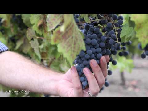 how to harvest wine grapes