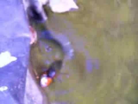 Giant Water Bug - Part 1