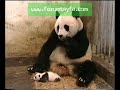 hapsuran panda yavrusu