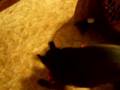 She finds out it squeaks