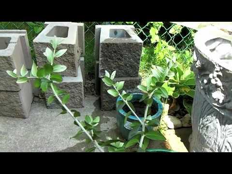 how to transplant loquat tree