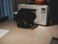 videos de Shadow Chase.mpg