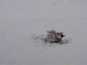 Oct 4 Mt Bachelor Snow
