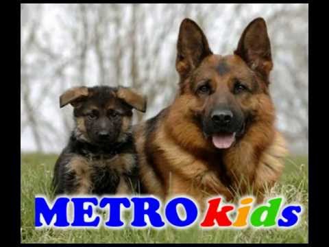 MUSICA INFANTIL CRISTIANA..Dios hizo los animales....