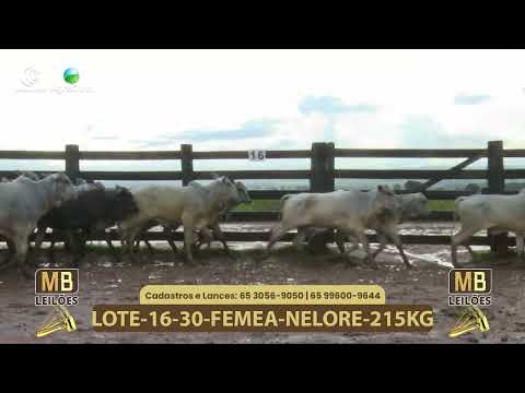 542� LEIL�O VIRTUAL MB LEIL�ES