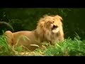 I AM LION HEAR ME ROAR