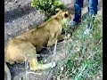 hasta aslan sald?r?s? ankara veteriner fak�ltesi