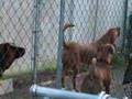 Bloodhound video