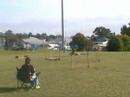 Papillon Agility Australia - Buddy MJ Cessnock May 08