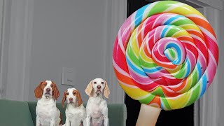 Dogs vs Giant Lollipop Prank: Funny Dogs Maymo, Potpie & Indie Get Biggest Lollipop in the WORLD by Maymo