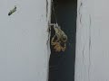 Cat Spider VS Grasshopper! Part 3