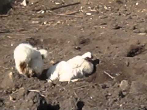 how to fertilize eggs