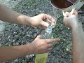 Zelena omladina Srbije - Biodizel