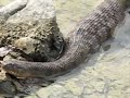 Diamondback Watersnake Eating Perch Diamondback Watersnake Eating Perch