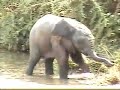 Baby elephant water fun 1