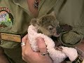 Cute, cute, cute. Only 7 months joey. He was abandoned by his mother. He has been raised well by an animal caring staffat Lone Pine Koala Sanctuary, Australia.