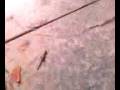 videos de salamander lizard gecko thing
